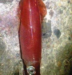 明石港、エギングでケンサキＧＥＴ！