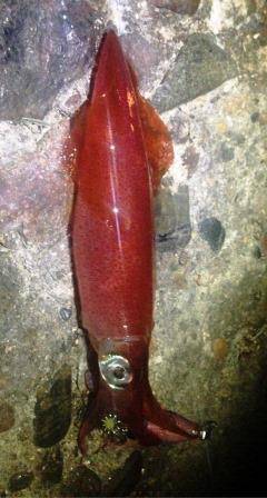 明石港、エギングでケンサキＧＥＴ！