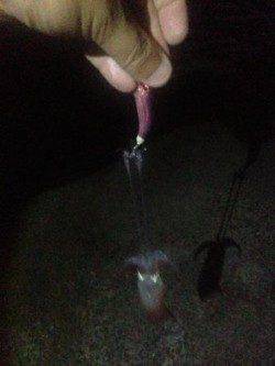 アジュール舞子〜西舞子　エギングでケンサキ18ハイ　岸壁に近い所でヒット