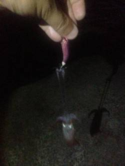 アジュール舞子〜西舞子　エギングでケンサキ…