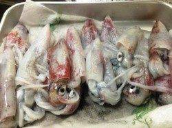 アジュール舞子〜西舞子　エギングでケンサキ18ハイ　岸壁に近い所でヒット