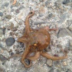 岸和田　アジングでアジ狙いもタコ＆カマスがヒット　カマスは中層で反応