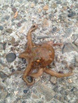 岸和田　アジングでアジ狙いもタコ＆カマスがヒット　カマスは中層で反応