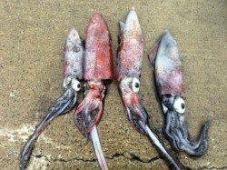 アジュール舞子～西舞子　エギングでケンサキ＆サイトでアオリイカ