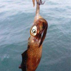 アジュール舞子～西舞子　エギングでケンサキ＆サイトでアオリイカ