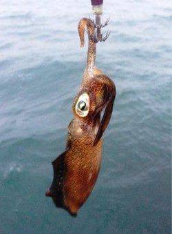 アジュール舞子～西舞子　エギングでケンサキ＆サイトでアオリイカ