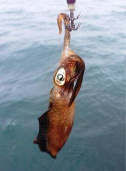 アジュール舞子～西舞子　エギングでケンサキ…