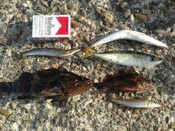 深日漁港　アジング・ガシリングでタケノコメバル・アジ・カマス・キス