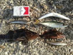 深日漁港　アジング・ガシリングでタケノコメ…