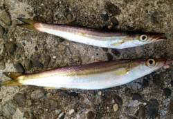 小型ブレードをしゃくってカマスHIT！岸和…