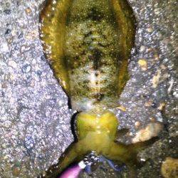 舞子でエギング、3号で胴長12cmをゲット！