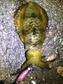 舞子でエギング、3号で胴長12cmをゲット…