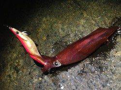 舞子でエギング、3号で胴長12cmをゲット！