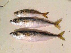 兵庫突堤　22時〜1時のアジングでサバがヒット