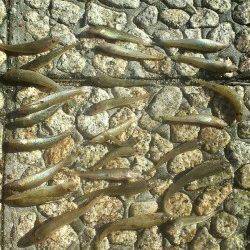 武庫川で底物釣り〜15cmほどのドンコ×20匹〜