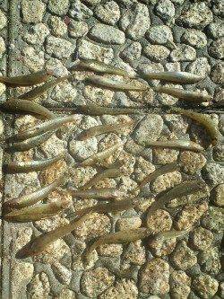 武庫川で底物釣り〜15cmほどのドンコ×20匹〜