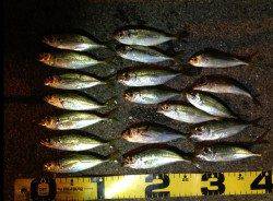 深日漁港、豆アジング釣果、黄色に高反応！