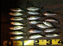 深日漁港、豆アジング釣果、黄色に高反応！