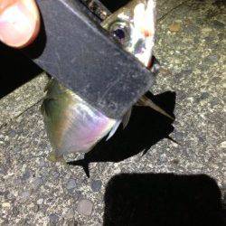 田辺エリア、渋い釣行となりましたが何とか本命の尺アジGET