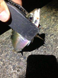 田辺エリア、渋い釣行となりましたが何とか本命の尺アジGET