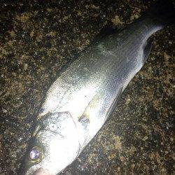 濱ノ瀬エリアでアジング、リトリーブに高反応