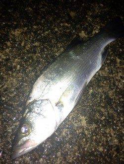 濱ノ瀬エリアでアジング、リトリーブに高反応