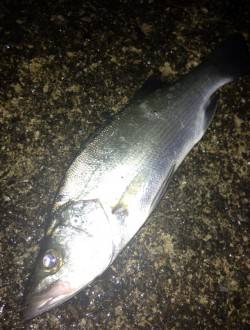 濱ノ瀬エリアでアジング、リトリーブに高反応…