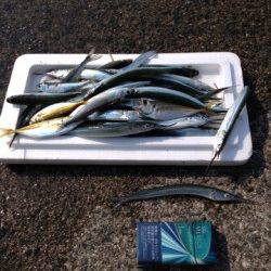 垂水漁港　ウキ釣りでサヨリ30匹　他アジ・イワシも