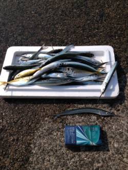 垂水漁港　ウキ釣りでサヨリ30匹　他アジ・…