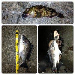 舞洲　チニングでチヌ・キビレ・ガシラの釣果
