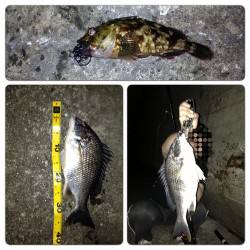 舞洲　チニングでチヌ・キビレ・ガシラの釣果…