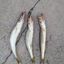 岸和田　アジングでアジ狙いもタコ＆カマスがヒット　カマスは中層で反応