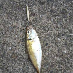 神戸７防　小型ジグ使用のアジングでアジ5匹