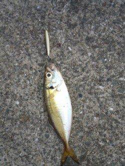 神戸７防　小型ジグ使用のアジングでアジ5匹