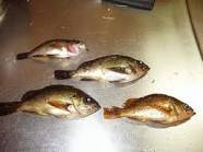 シラサエビでのウキ釣り　in 舞子