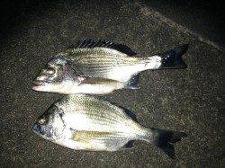 宇久　チニング＆ショアジギでチヌ5枚＆チャリコ2尾