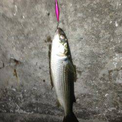 舞洲　チニングでキビレ狙い楽しめる