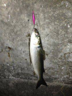 舞洲　チニングでキビレ狙い楽しめる