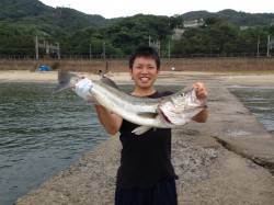 須磨でアジのませで68cmのスズキ！！