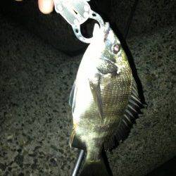 岸和田　リベンジ釣行で本命アコウゲット！チヌの姿も