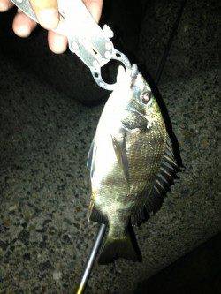 岸和田　リベンジ釣行で本命アコウゲット！チヌの姿も