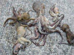 南芦屋浜　タコはサイズも数も満足釣果