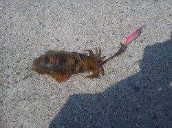 淡輪ヨットハーバー、活性高めでアオリ9杯ＧＥＴ！