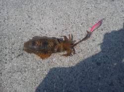 淡輪ヨットハーバー、活性高めでアオリ9杯Ｇ…