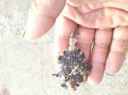 食コン、胴突きでカワハギの釣果