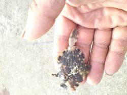 食コン、胴突きでカワハギの釣果