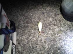 佐野の旧フェリー乗り場、メタルジグでサヨリ…