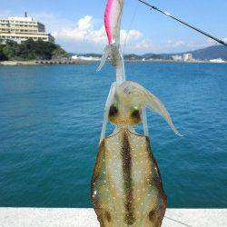 田ノ浦漁港、エギを2号に変更して釣れました