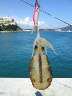 田ノ浦漁港、エギを2号に変更して釣れました…