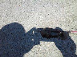 田ノ浦漁港、エギを2号に変更して釣れました